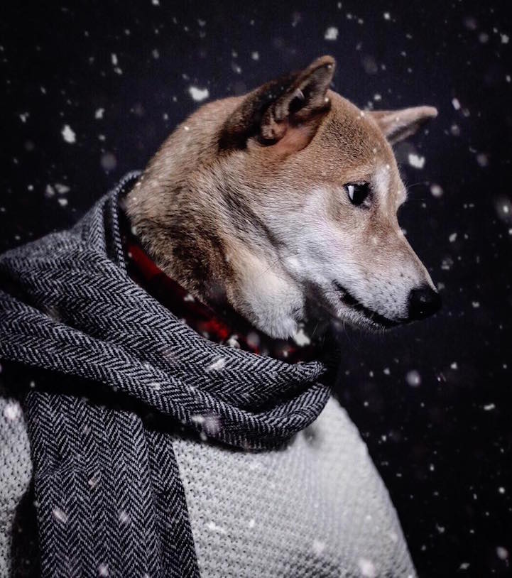 Bodhi - le chien habillé comme un homme qui a du style Bodhi le chien habille comme un homme qui a du style 10 Bodhi-le-chien-habille-comme-un-homme-qui-a-du-style-10