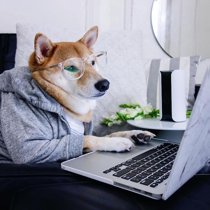 Bodhi - le chien habillé comme un homme qui a du style Bodhi le chien habille comme un homme qui a du style 24 Bodhi-le-chien-habille-comme-un-homme-qui-a-du-style-24