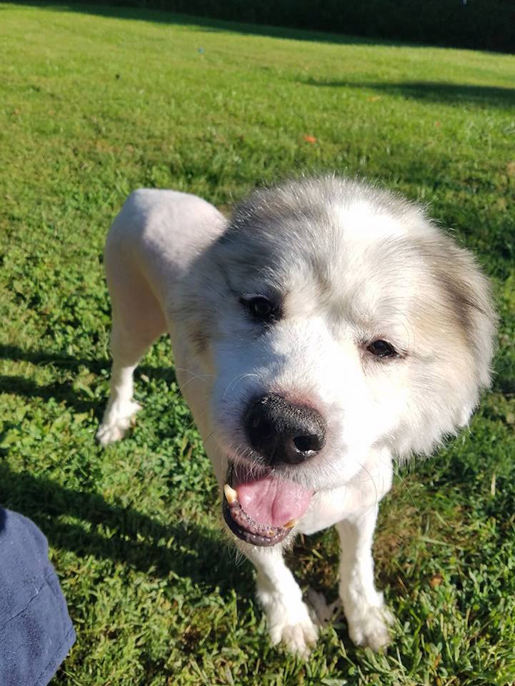 La tonte d'un Patou après 6 ans de poils qui le font ressembler à un mouton La tonte d un patou apres 6 ans de poils qui le font ressembler a un mouton 7 la-tonte-d-un-patou-apres-6-ans-de-poils-qui-le-font-ressembler-a-un-mouton-7