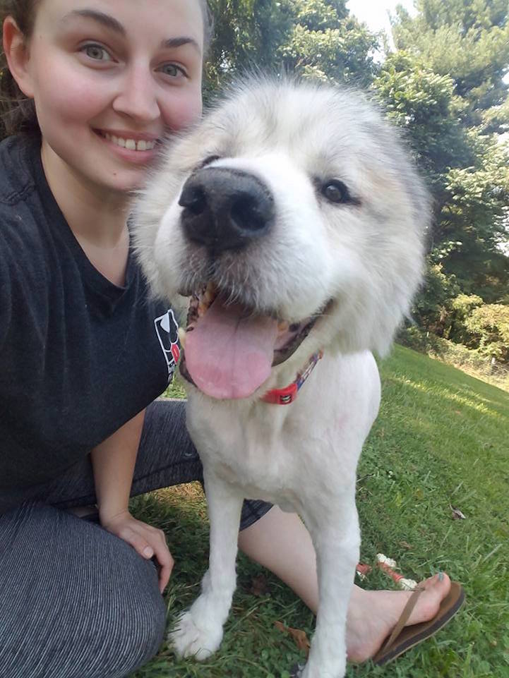 La tonte d'un Patou après 6 ans de poils qui le font ressembler à un mouton La tonte d un patou apres 6 ans de poils qui le font ressembler a un mouton 8 la-tonte-d-un-patou-apres-6-ans-de-poils-qui-le-font-ressembler-a-un-mouton-8