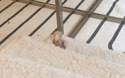 Rhea une adorable perruche sans plume Rhea une adorable perruche sans plume 10 rhea-une-adorable-perruche-sans-plume-10