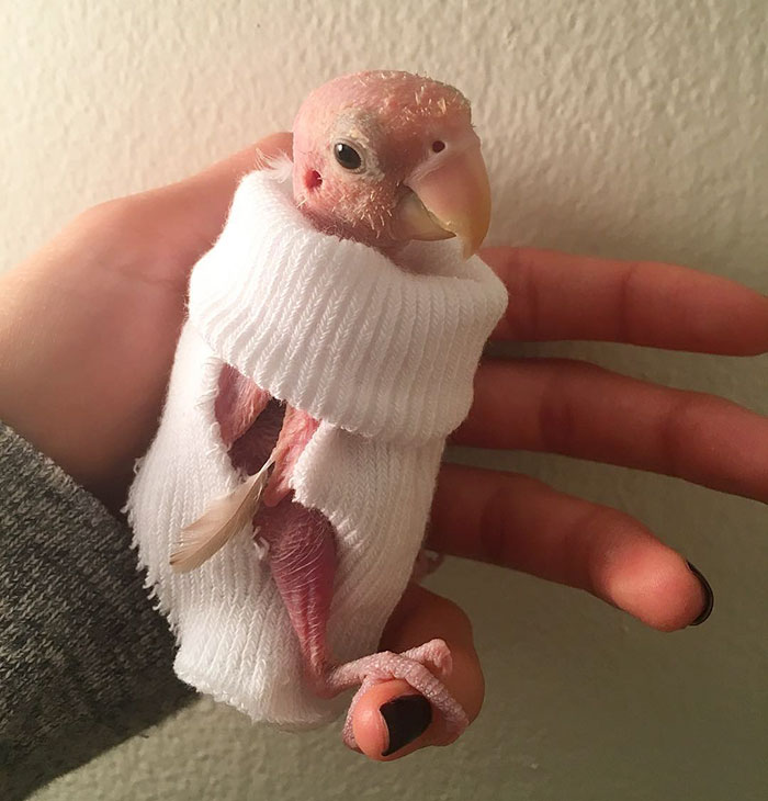 Rhea une adorable perruche sans plume Rhea une adorable perruche sans plume 11 rhea-une-adorable-perruche-sans-plume-11