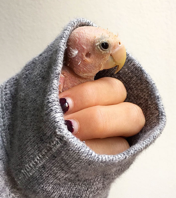 Rhea une adorable perruche sans plume Rhea une adorable perruche sans plume 2 rhea-une-adorable-perruche-sans-plume-2