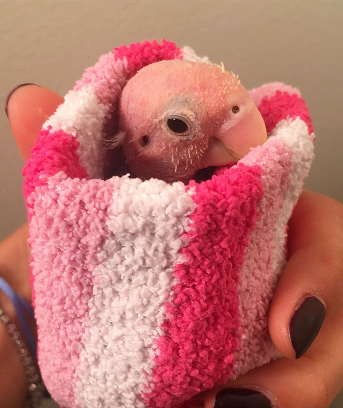 Rhea une adorable perruche sans plume Rhea une adorable perruche sans plume 6 rhea-une-adorable-perruche-sans-plume-6