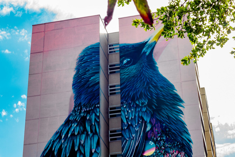 Starling - un gigantesque oiseau en fresque Starling un gigantesque oiseau en fresque 2 Starling-un-gigantesque-oiseau-en-fresque-2