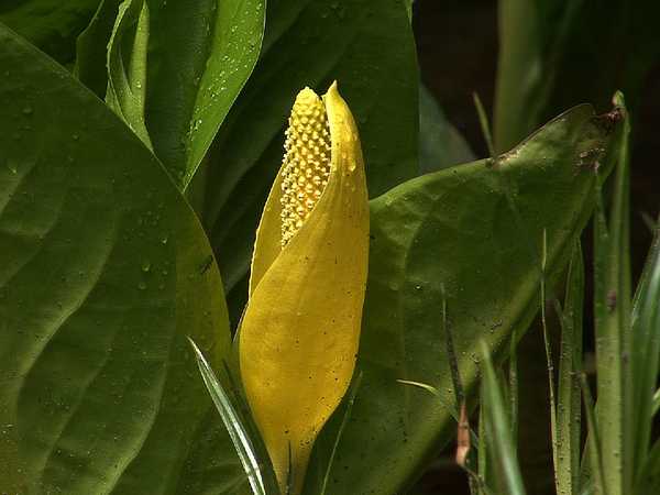 Les 12 plantes qui puent le plus les 12 plantes les plus odorantes du monde Lysichiton americanus les-12-plantes-les-plus-odorantes-du-monde-lysichiton-americanus