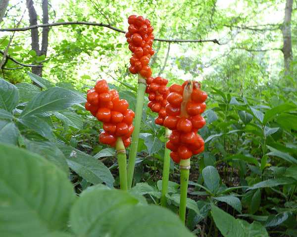 Les 12 plantes qui puent le plus les 12 plantes les plus odorantes du monde arum tachete les-12-plantes-les-plus-odorantes-du-monde-arum-tachete