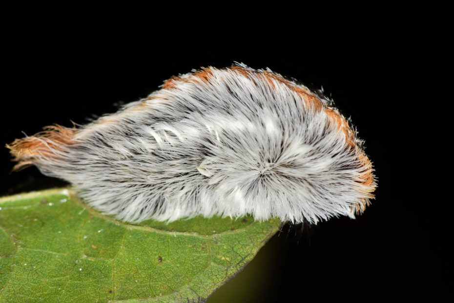 La chenille chat et 7 autres chenilles toxiques aussi mignonnes que dangereuses 8 des plus mignonnes chenilles toxiques Megalopyge opercularis chenille chat 1 8 des plus mignonnes chenilles toxiques Megalopyge opercularis chenille chat 1