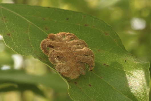 8 des plus mignonnes chenilles toxiques à souhait 8 des plus mignonnes chenilles toxiques Phobetron pithecium papillon sorciere 8-des-plus-mignonnes-chenilles-toxiques-phobetron-pithecium-papillon-sorciere