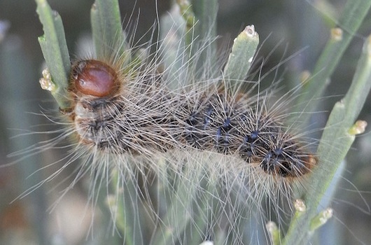 8 des plus mignonnes chenilles toxiques à souhait 8 des plus mignonnes chenilles toxiques Thaumetopoea pityocampa chenille processionaire du pin 8-des-plus-mignonnes-chenilles-toxiques-thaumetopoea-pityocampa-chenille-processionaire-du-pin