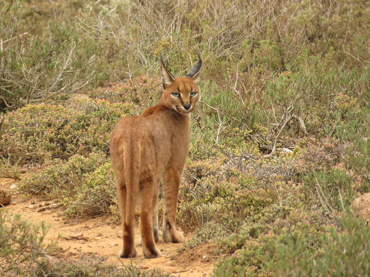 Caracal sauvage dans son habitat Caracal adulte sauvage dans son habitat en Afrique du Sud
