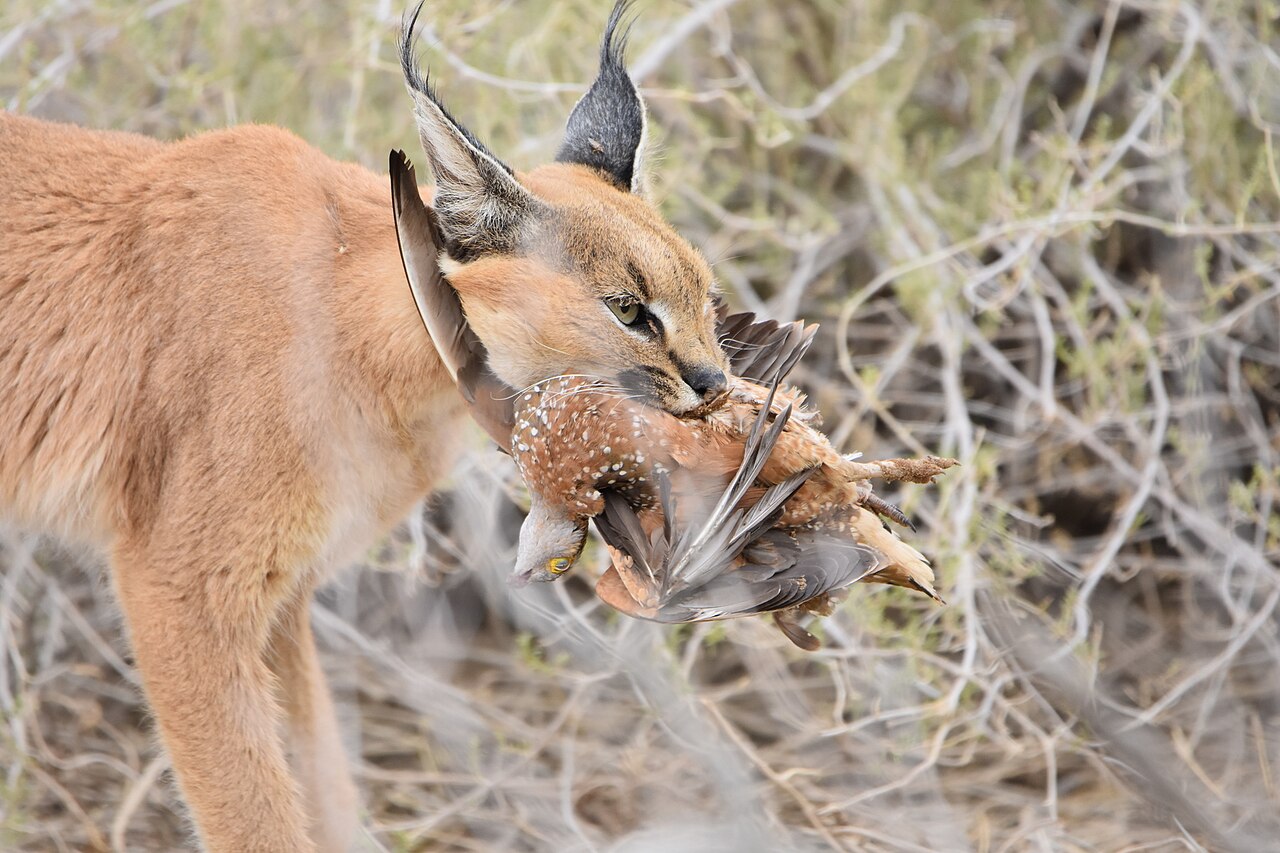 Caracal sauvage avec une proie Caracal sauvage photographié avec une proie en Afrique australe