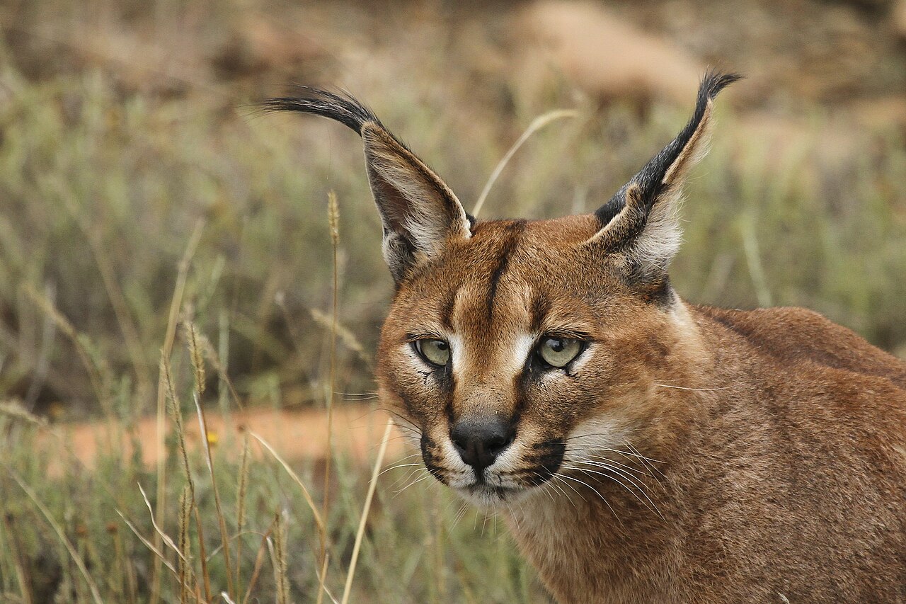 Caracal sauvage en Afrique du Sud Caracal sauvage photographié dans le Mountain Zebra National Park en Afrique du Sud