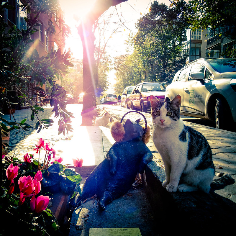 La statue d'un chat dans une posture célèbre à Istanbul La statue d un chat dans une posture celebre Istambul tombili 5 La-statue-d-un-chat-dans-une-posture-celebre-Istambul-tombili-5