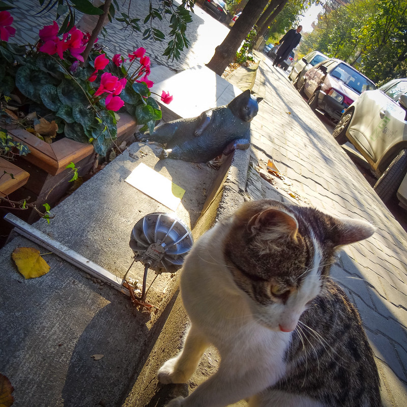 La statue d'un chat dans une posture célèbre à Istanbul La statue d un chat dans une posture celebre Istambul tombili 6 La-statue-d-un-chat-dans-une-posture-celebre-Istambul-tombili-6