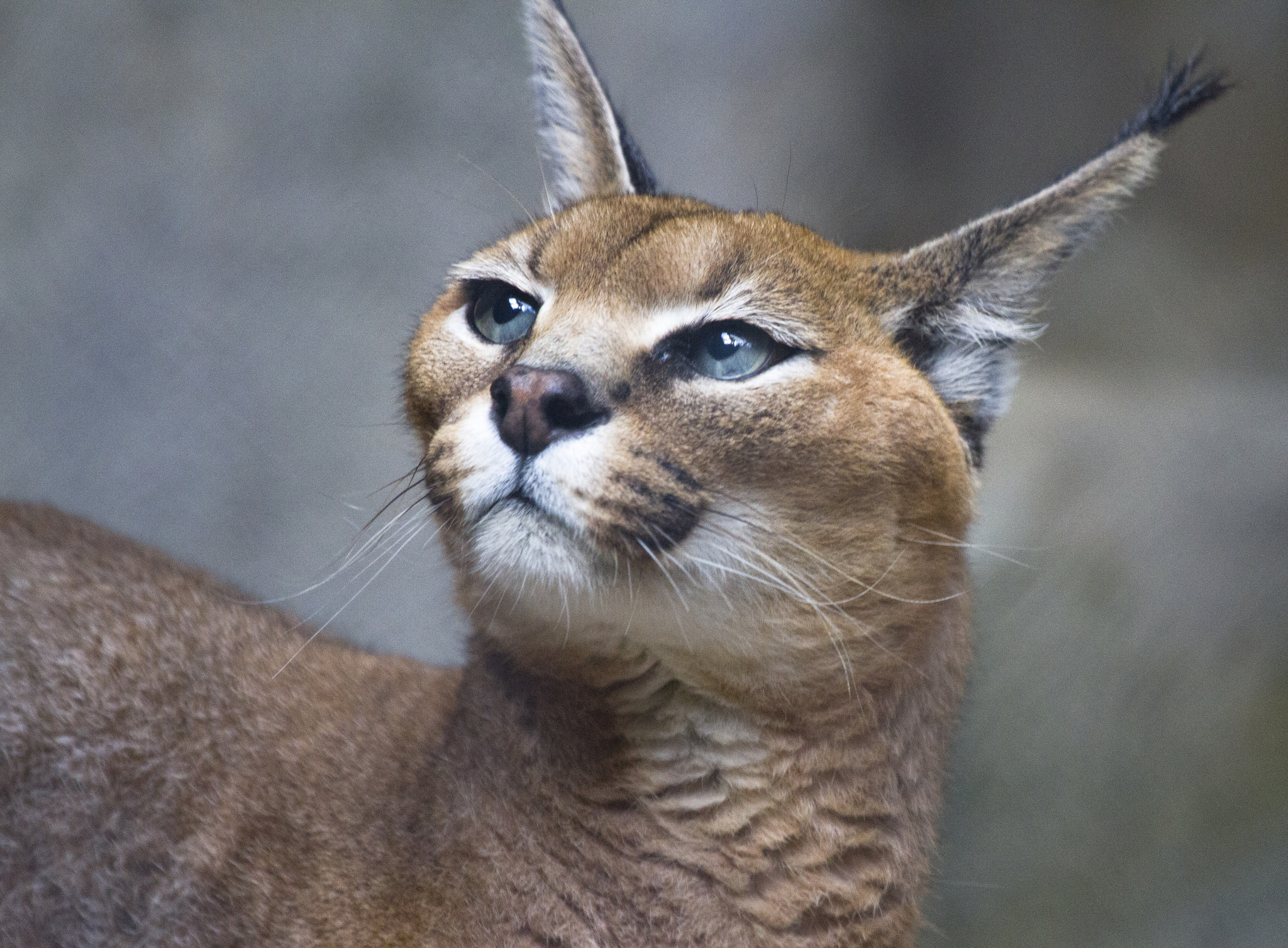 Le caracal, le plus mignon des chatons? Le caracal la plus mignonne espece de chat bebe chaton 11 1 Le-caracal-la-plus-mignonne-espece-de-chat-bebe-chaton-11