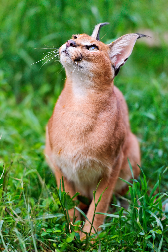 Le caracal, le plus mignon des chatons? Le caracal la plus mignonne espece de chat bebe chaton 12 Le-caracal-la-plus-mignonne-espece-de-chat-bebe-chaton-12