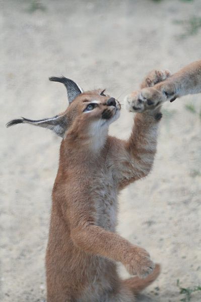 Le caracal, le plus mignon des chatons? Le caracal la plus mignonne espece de chat bebe chaton 14 Le-caracal-la-plus-mignonne-espece-de-chat-bebe-chaton-14