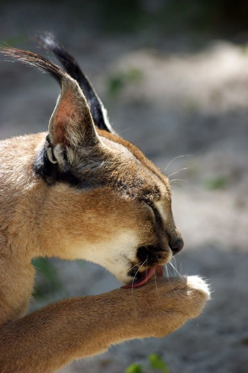 Le caracal, le plus mignon des chatons? Le caracal la plus mignonne espece de chat bebe chaton 16 Le-caracal-la-plus-mignonne-espece-de-chat-bebe-chaton-16
