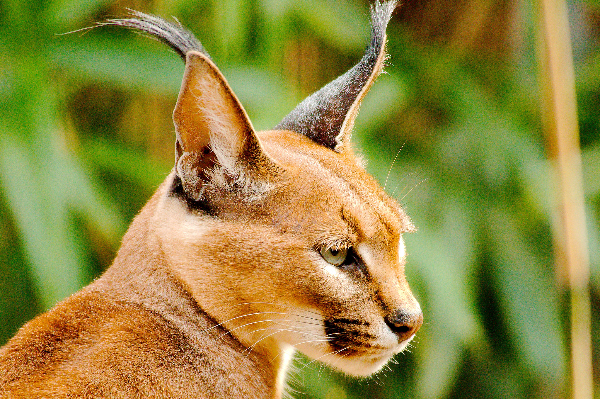 Le caracal, le plus mignon des chatons? Le caracal la plus mignonne espece de chat bebe chaton 2 Le-caracal-la-plus-mignonne-espece-de-chat-bebe-chaton-2