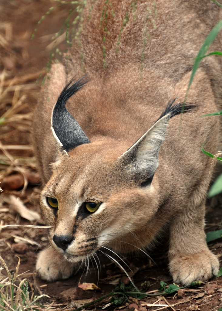Le caracal, le plus mignon des chatons? Le caracal la plus mignonne espece de chat bebe chaton 20 Le-caracal-la-plus-mignonne-espece-de-chat-bebe-chaton-20