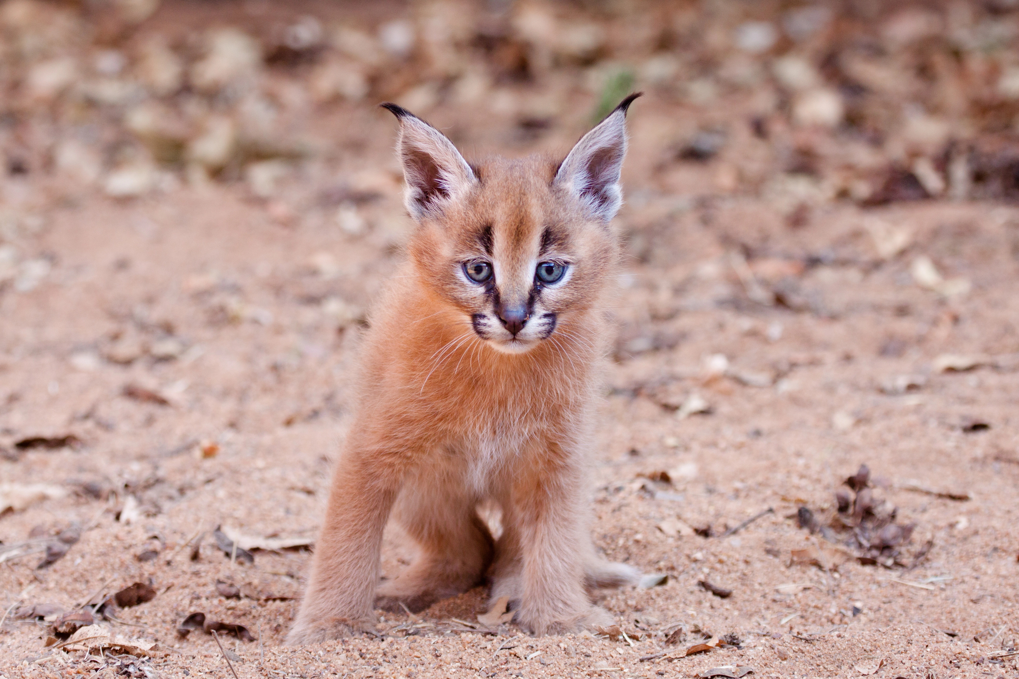 Le caracal, le plus mignon des chatons? Le caracal la plus mignonne espece de chat bebe chaton 21 Le-caracal-la-plus-mignonne-espece-de-chat-bebe-chaton-21