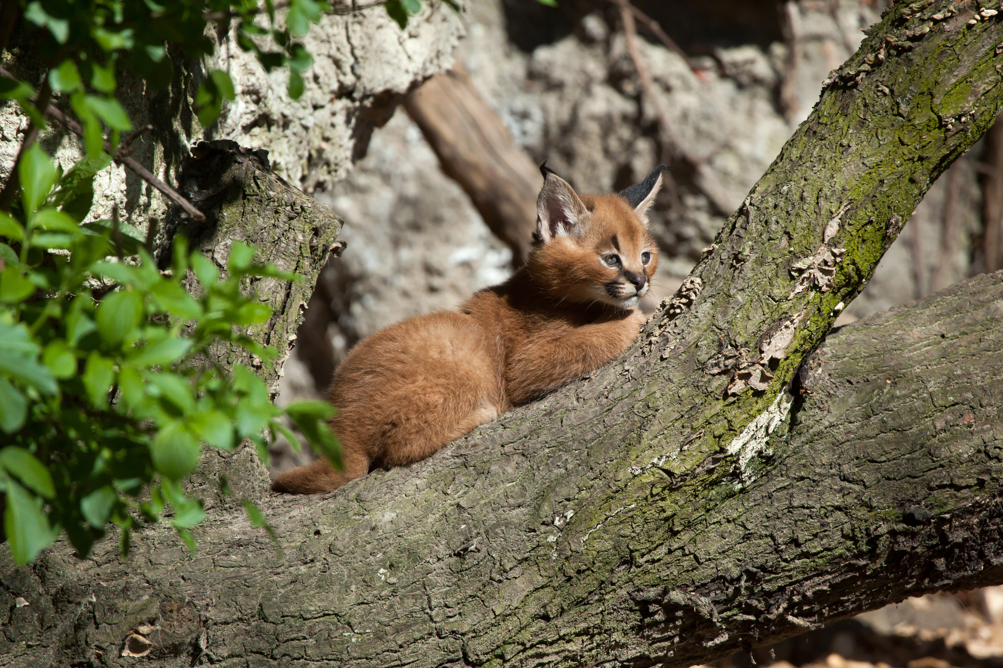 Le caracal, le plus mignon des chatons? Le caracal la plus mignonne espece de chat bebe chaton 22 Le-caracal-la-plus-mignonne-espece-de-chat-bebe-chaton-22