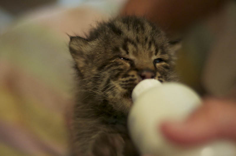 Le caracal, le plus mignon des chatons? Le caracal la plus mignonne espece de chat bebe chaton 8 Le-caracal-la-plus-mignonne-espece-de-chat-bebe-chaton-8