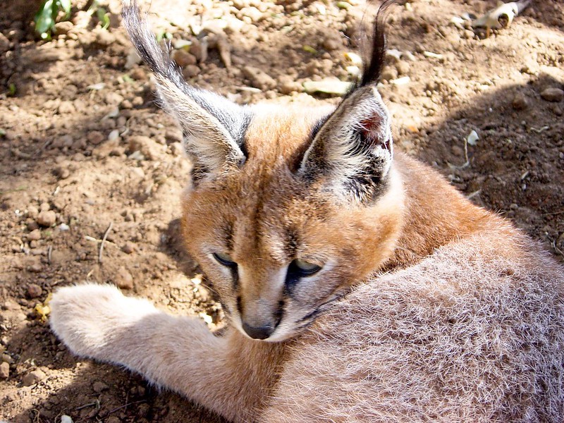 Le caracal, le plus mignon des chatons? Le caracal la plus mignonne espece de chat bebe chaton 9 Le-caracal-la-plus-mignonne-espece-de-chat-bebe-chaton-9