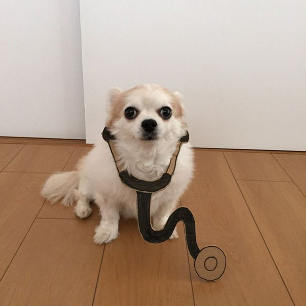 Les déguisements en carton pour chien de Semba Les deguisements en carton pour chien de Semba 8 les-deguisements-en-carton-pour-chien-de-semba-8