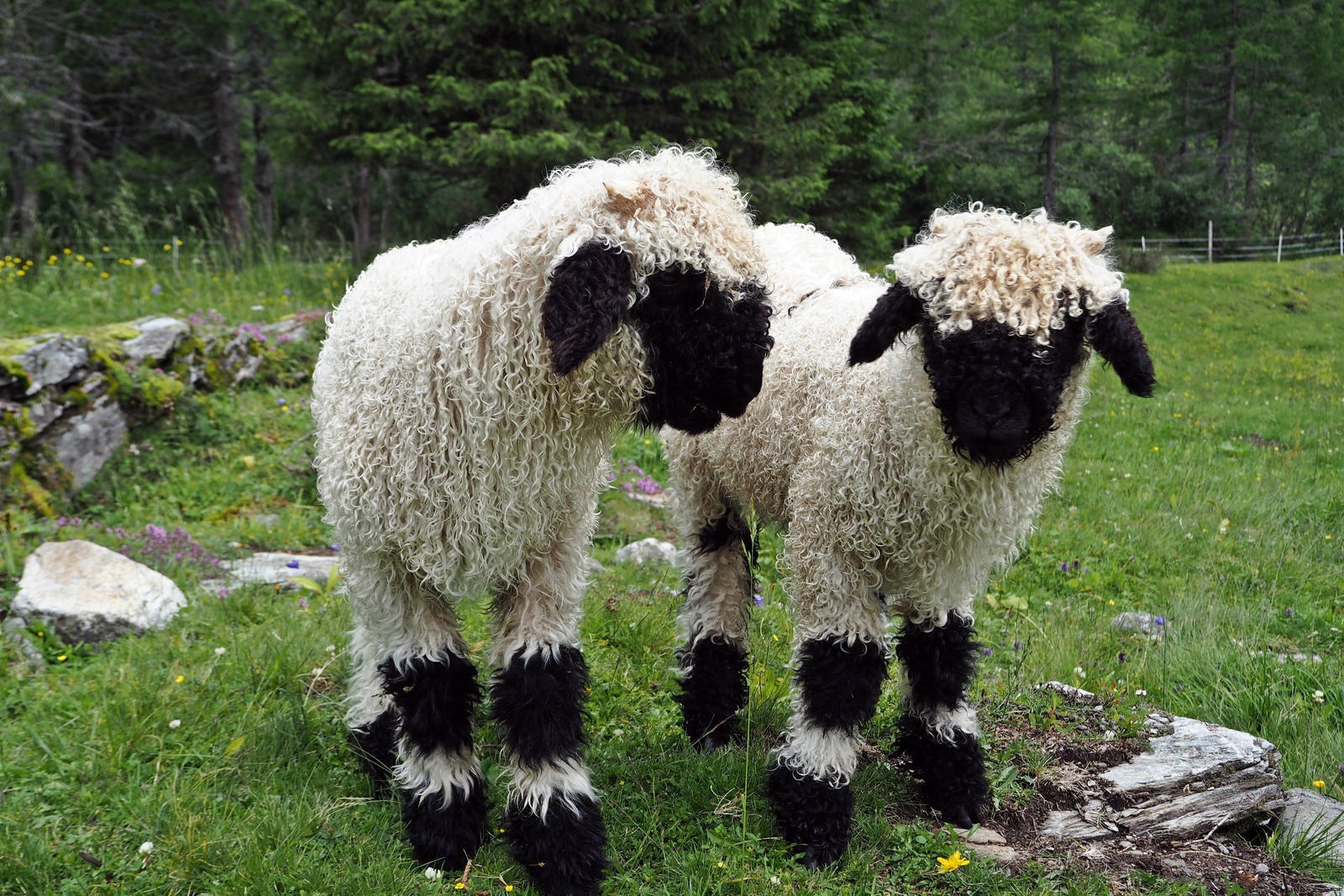 Les moutons à nez noir du Valais... magnifiques ou effrayants? Les moutons a nez noir du Valais mouton suisse 001 Les-moutons-a-nez-noir-du-Valais-mouton-suisse-001