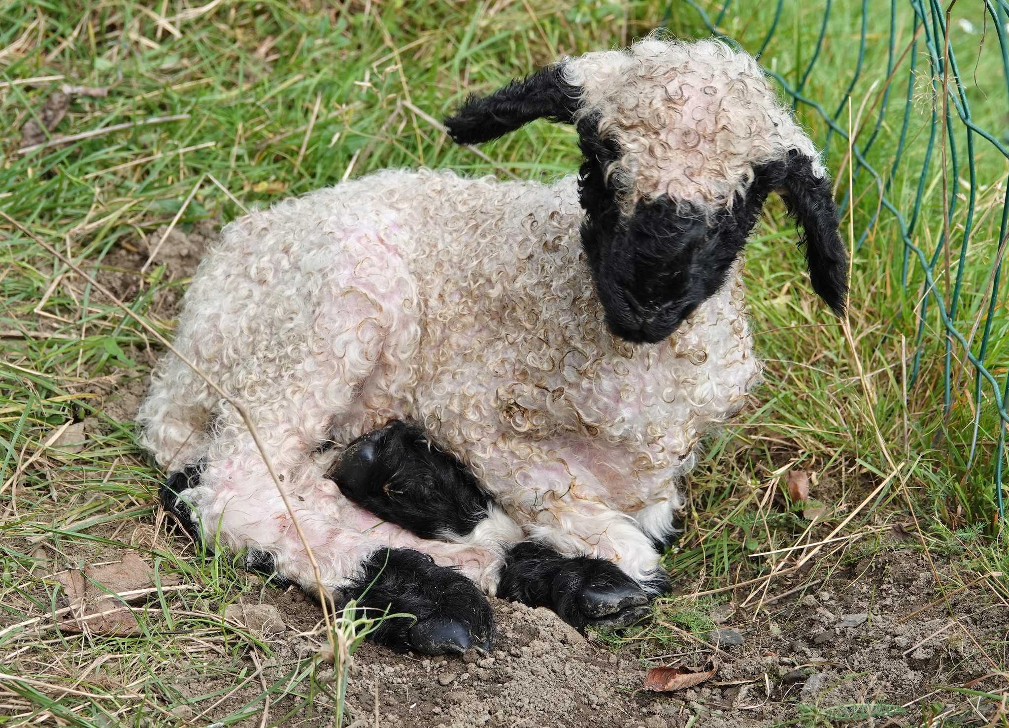 Les moutons à nez noir du Valais... magnifiques ou effrayants? Les moutons a nez noir du Valais mouton suisse 002 Les-moutons-a-nez-noir-du-Valais-mouton-suisse-002