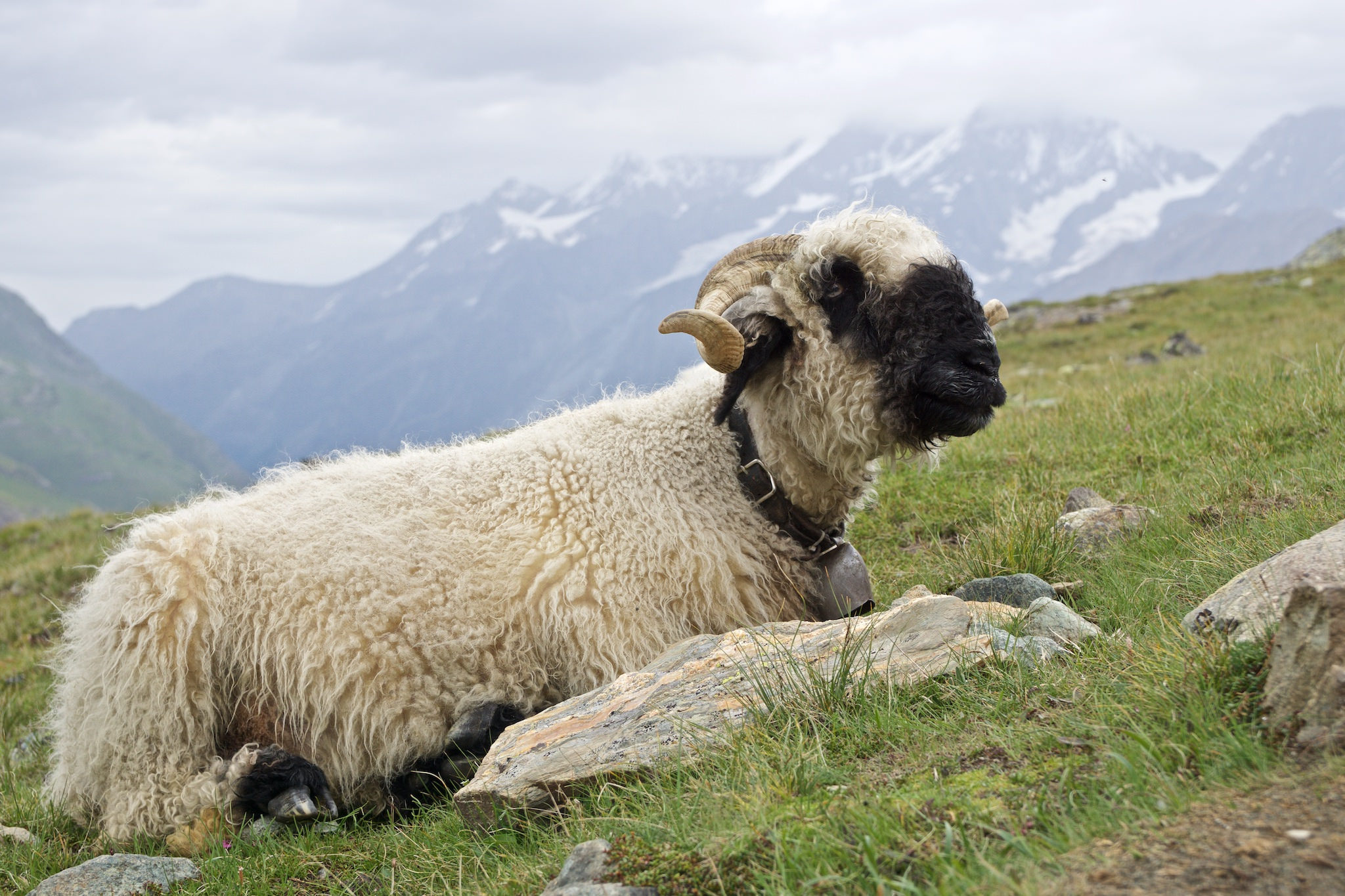 Les moutons à nez noir du Valais... magnifiques ou effrayants? Les moutons a nez noir du Valais mouton suisse 11 1 Les-moutons-a-nez-noir-du-Valais-mouton-suisse-11