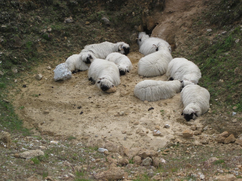 Les moutons à nez noir du Valais... magnifiques ou effrayants? Les moutons a nez noir du Valais mouton suisse 12 Les-moutons-a-nez-noir-du-Valais-mouton-suisse-12
