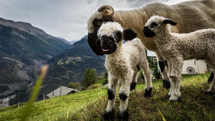 Les moutons à nez noir du Valais... magnifiques ou effrayants? Les moutons a nez noir du Valais mouton suisse 13 les-moutons-a-nez-noir-du-valais-mouton-suisse-13