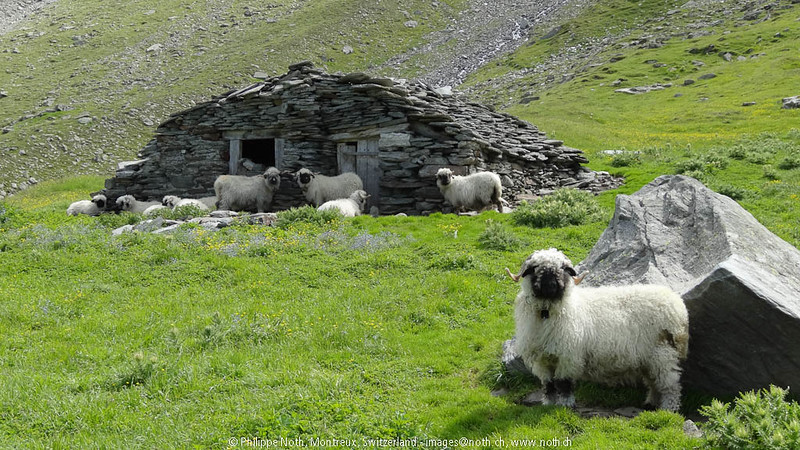 Les moutons à nez noir du Valais... magnifiques ou effrayants? Les moutons a nez noir du Valais mouton suisse 14 Les-moutons-a-nez-noir-du-Valais-mouton-suisse-14