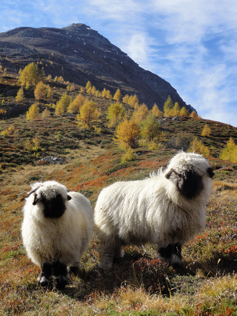 Les moutons à nez noir du Valais... magnifiques ou effrayants? Les moutons a nez noir du Valais mouton suisse 15 Les-moutons-a-nez-noir-du-Valais-mouton-suisse-15