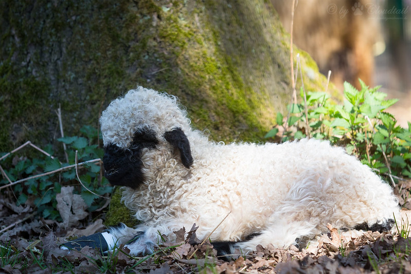 Les moutons à nez noir du Valais... magnifiques ou effrayants? Les moutons a nez noir du Valais mouton suisse 16 Les-moutons-a-nez-noir-du-Valais-mouton-suisse-16