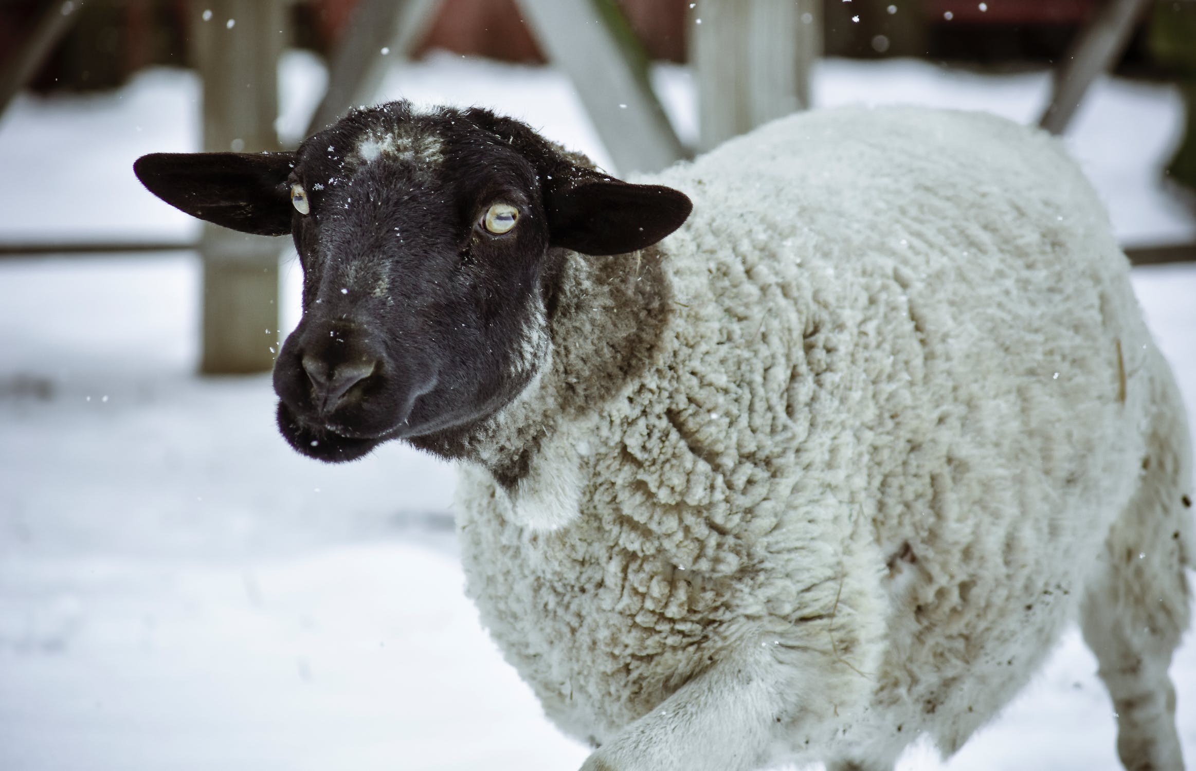 Les moutons à nez noir du Valais... magnifiques ou effrayants? Les moutons a nez noir du Valais mouton suisse 20 Les-moutons-a-nez-noir-du-Valais-mouton-suisse-20