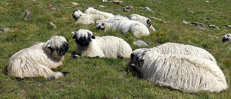 Les moutons à nez noir du Valais... magnifiques ou effrayants? Les moutons a nez noir du Valais mouton suisse 6 Les-moutons-a-nez-noir-du-Valais-mouton-suisse-6