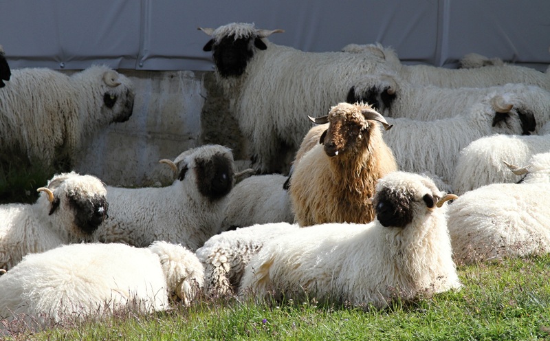 Les moutons à nez noir du Valais... magnifiques ou effrayants? Les moutons a nez noir du Valais mouton suisse 7 Les-moutons-a-nez-noir-du-Valais-mouton-suisse-7