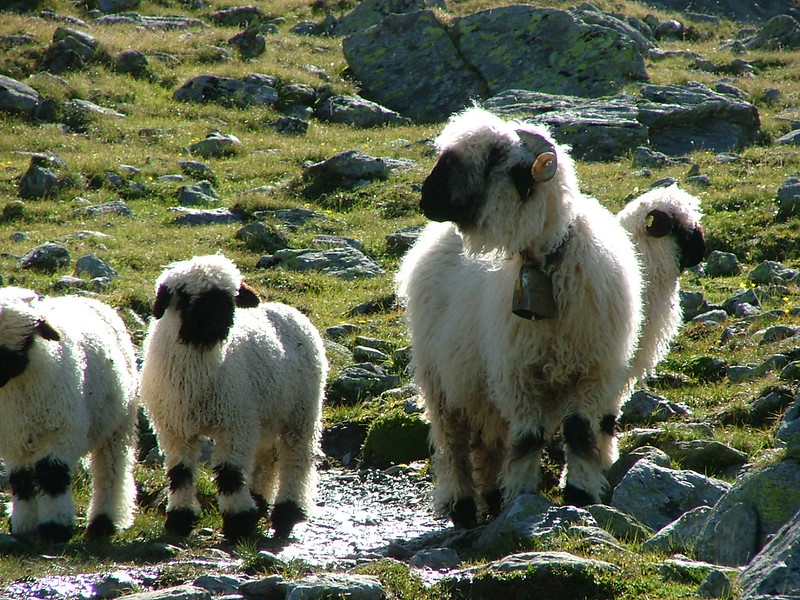 Les moutons à nez noir du Valais... magnifiques ou effrayants? Les moutons a nez noir du Valais mouton suisse 8 Les-moutons-a-nez-noir-du-Valais-mouton-suisse-8