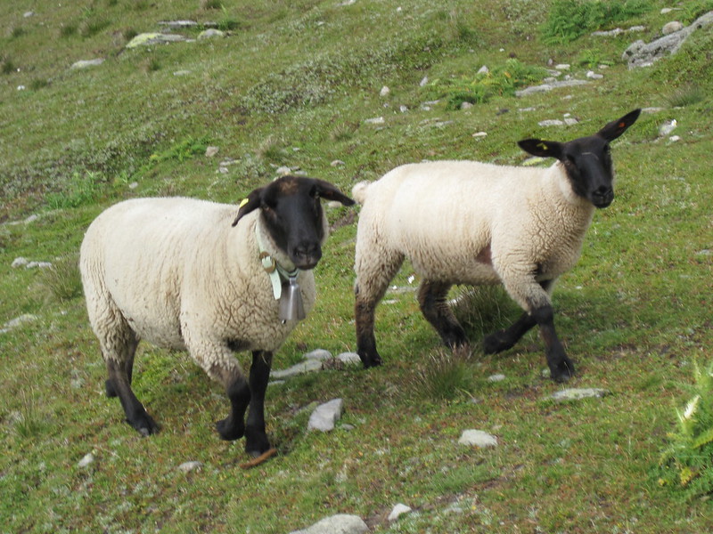 Les moutons à nez noir du Valais... magnifiques ou effrayants? Les moutons a nez noir du Valais mouton suisse 9 Les-moutons-a-nez-noir-du-Valais-mouton-suisse-9