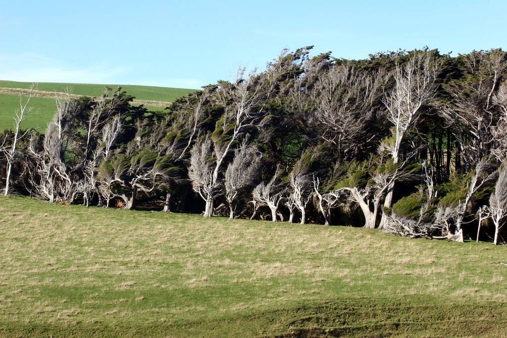 Les spectaculaires arbres tordus de Slope Point Les spectaculaires arbres tordus de Slope Point 10 les-spectaculaires-arbres-tordus-de-slope-point-10