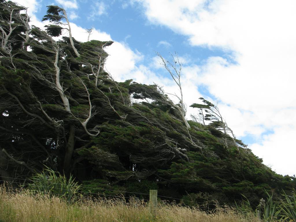 Les spectaculaires arbres tordus de Slope Point Les spectaculaires arbres tordus de Slope Point 11 les-spectaculaires-arbres-tordus-de-slope-point-11