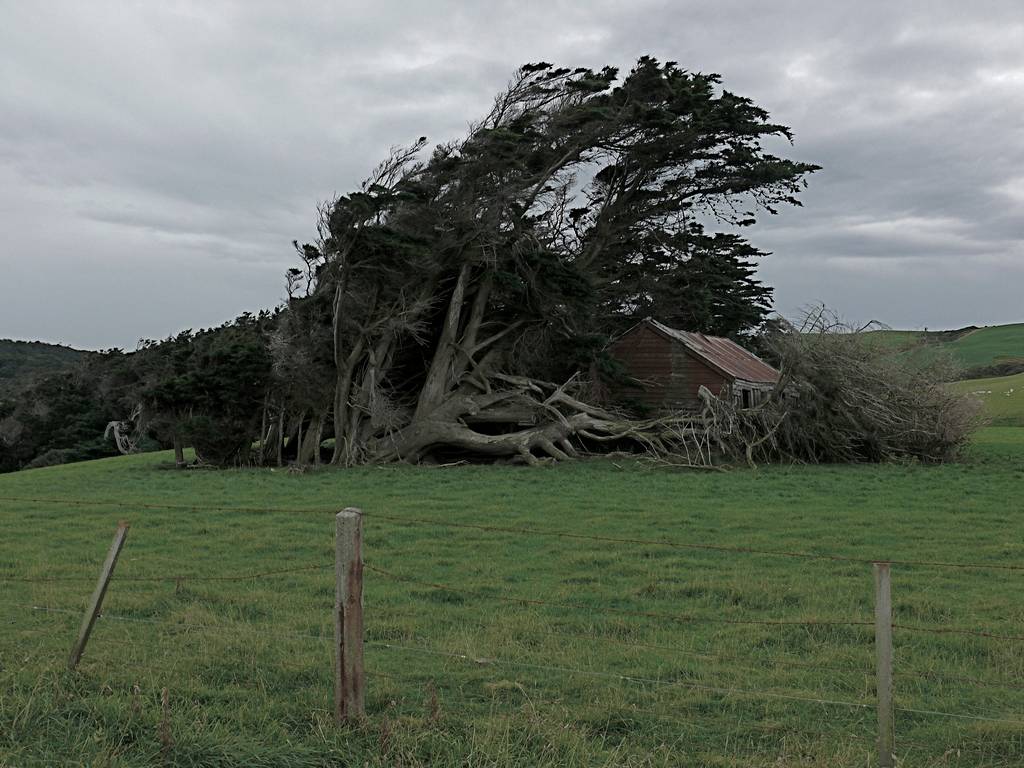 Les spectaculaires arbres tordus de Slope Point Les spectaculaires arbres tordus de Slope Point 12 les-spectaculaires-arbres-tordus-de-slope-point-12