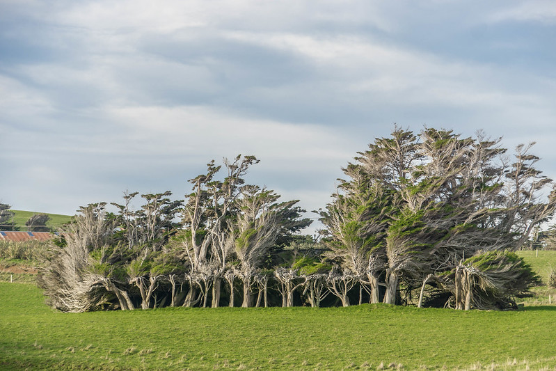 Les spectaculaires arbres tordus de Slope Point Les spectaculaires arbres tordus de Slope Point 13 Les-spectaculaires-arbres-tordus-de-Slope-Point-13