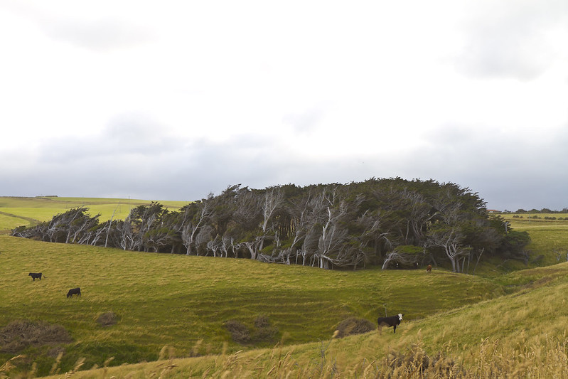 Les spectaculaires arbres tordus de Slope Point Les spectaculaires arbres tordus de Slope Point 14 Les-spectaculaires-arbres-tordus-de-Slope-Point-14