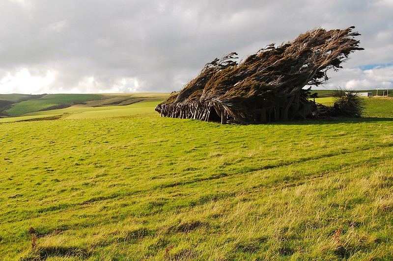 Les spectaculaires arbres tordus de Slope Point Les spectaculaires arbres tordus de Slope Point 15 Les-spectaculaires-arbres-tordus-de-Slope-Point-15