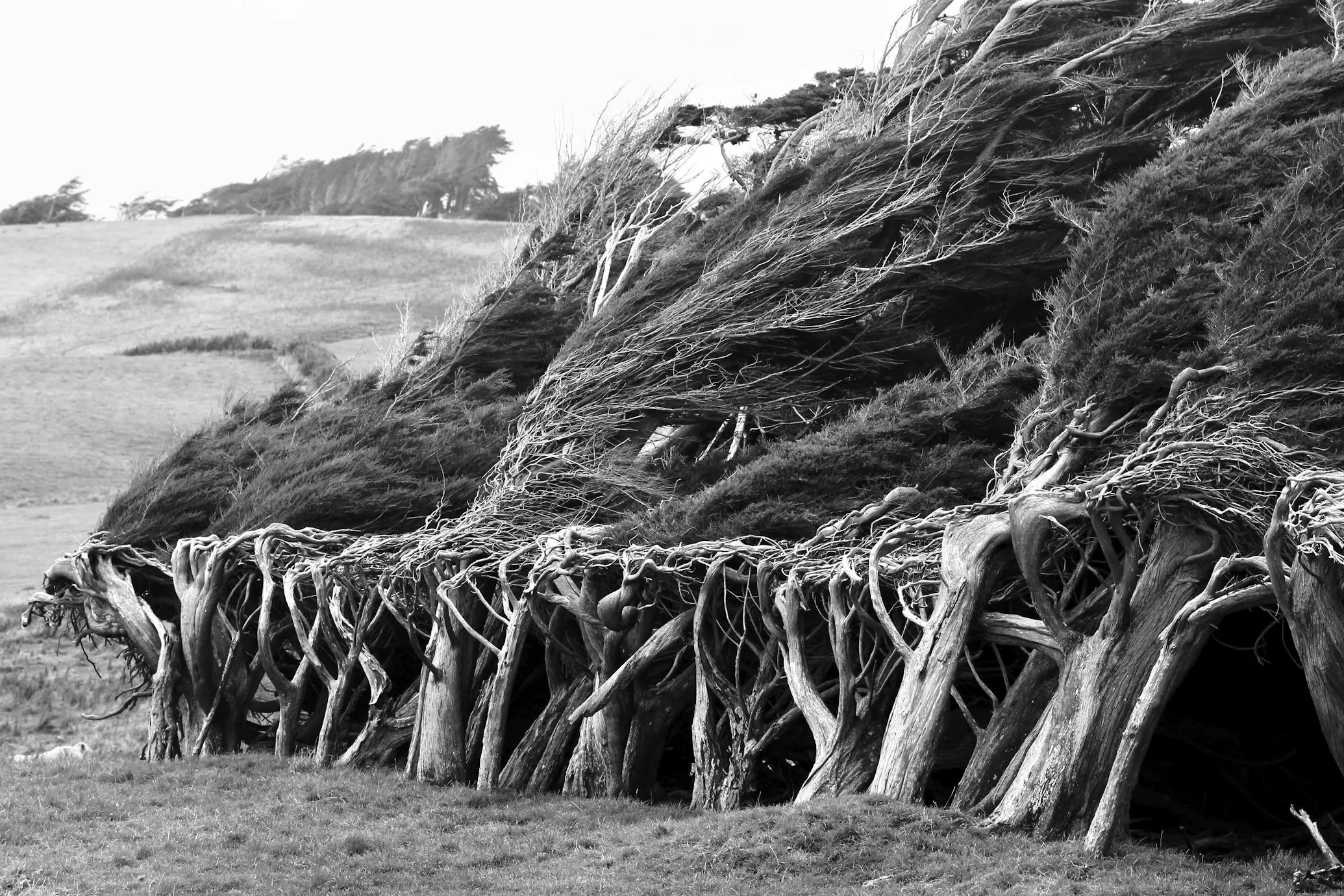 Les spectaculaires arbres tordus de Slope Point Les spectaculaires arbres tordus de Slope Point 18 Les-spectaculaires-arbres-tordus-de-Slope-Point-18